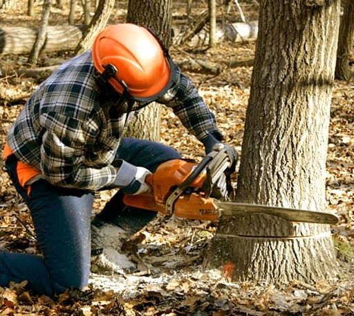 Tree Removal in Lone Star, TX